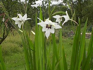 Sterngladiole